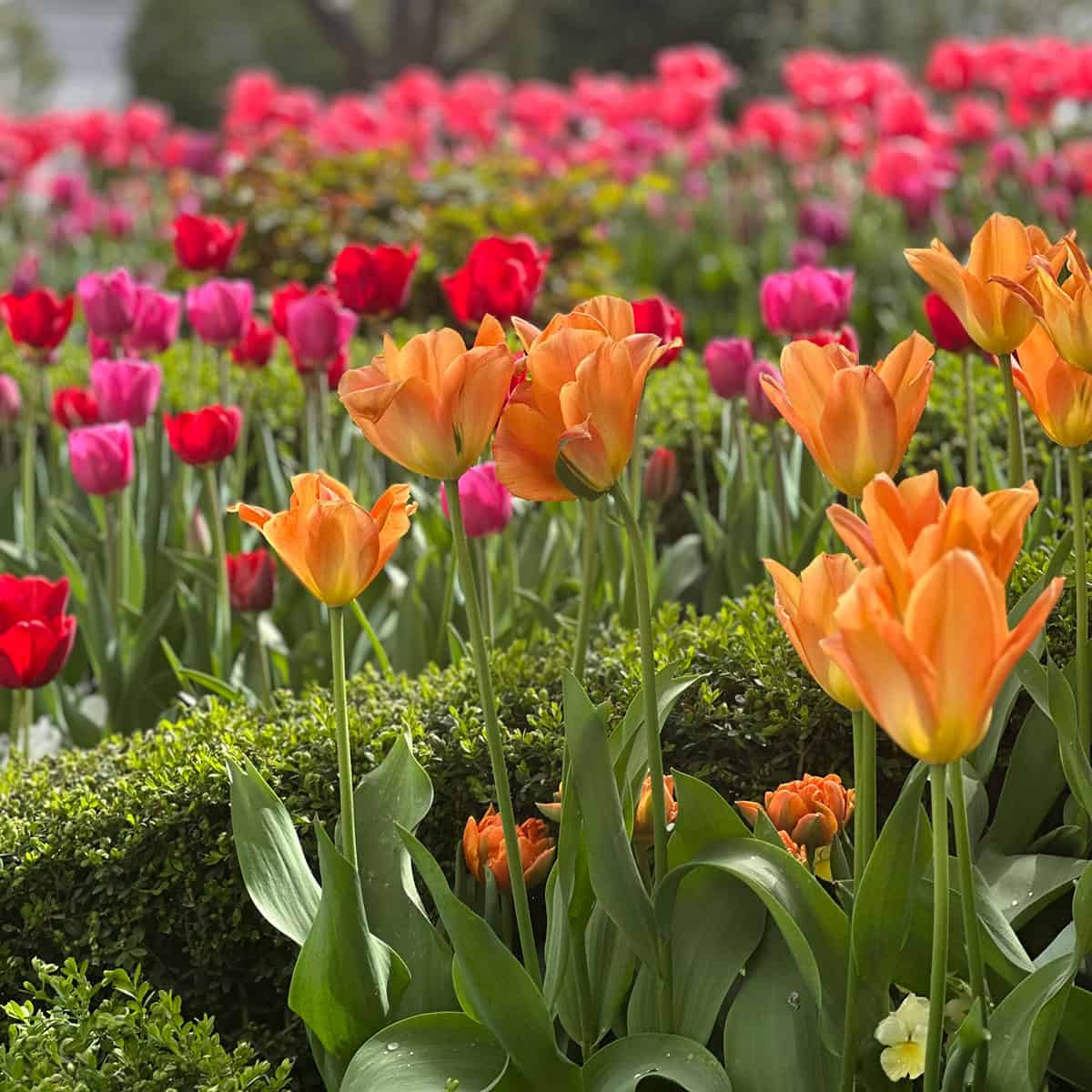 Tulips in a field in a variety of beautiful colors