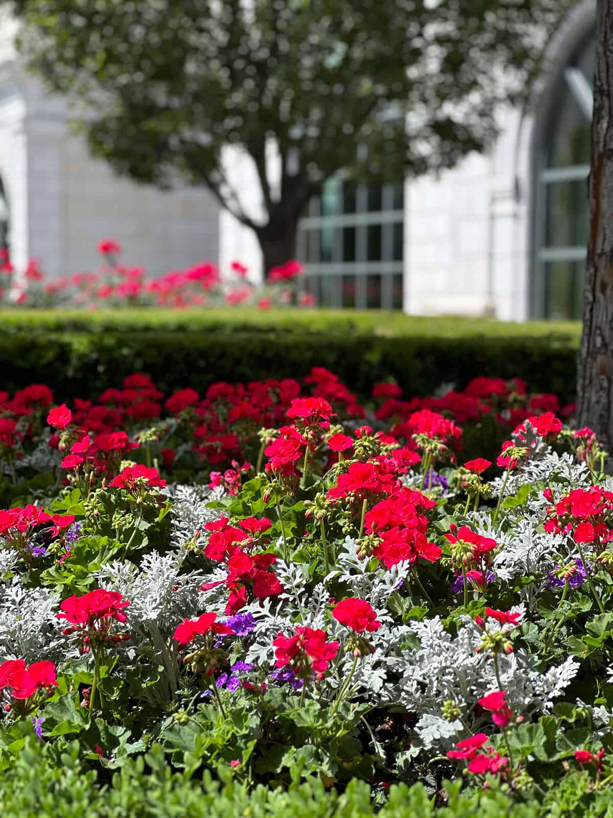 Flowers in a courtyard