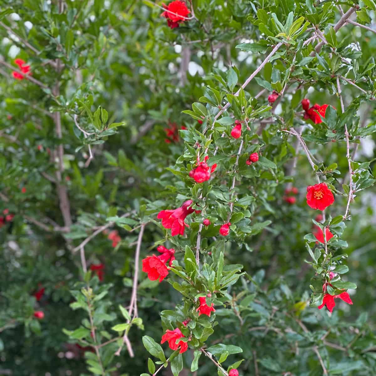 pomegranate tree blossoms from A Quilting Life