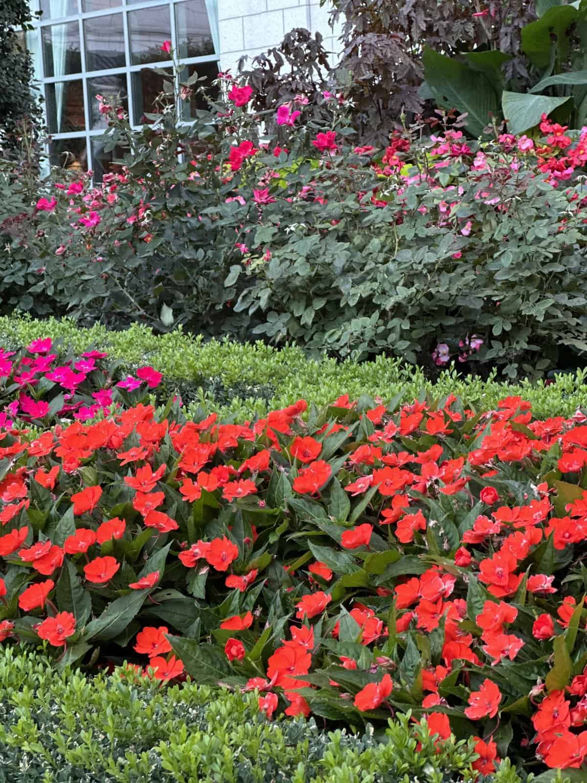 Flowers in a courtyard with shrubs and trees