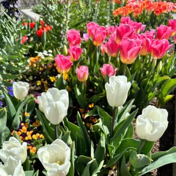Tulips in white, pink, and orange from the Thanksgiving Point Tulip Festival 2024